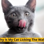 why is my cat licking the wall