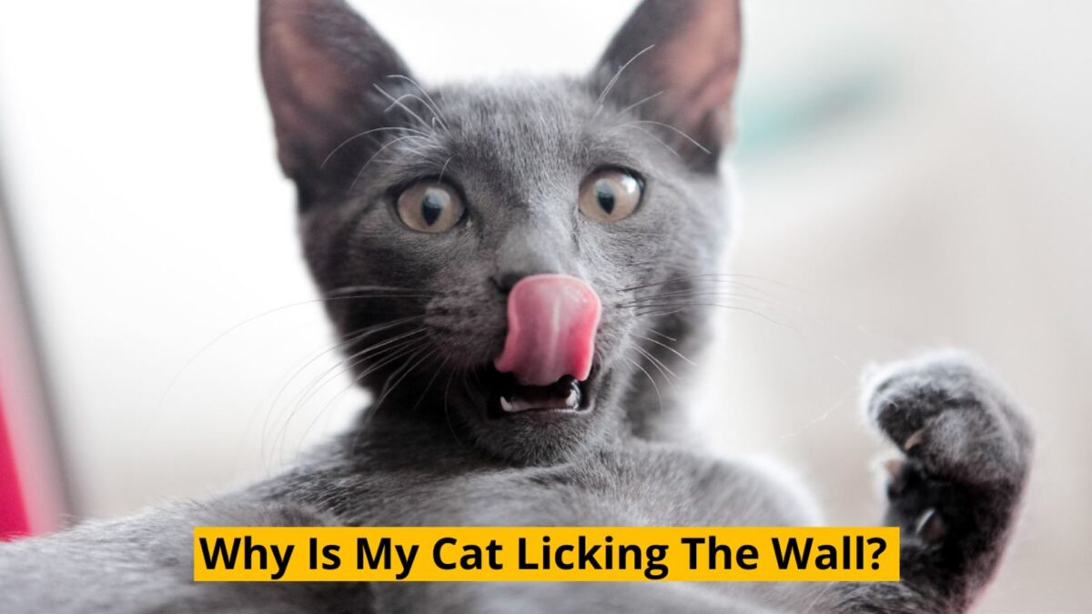 Why Is My Cat Licking The Wall The Kitty Expert