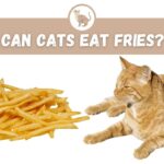 Can Cats Eat Fries