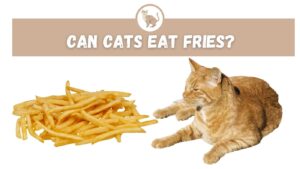 Can Cats Eat Fries
