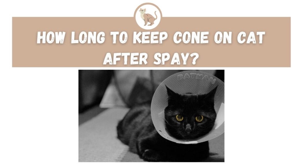 How Long to Keep Cone on Cat After Spay? The Kitty Expert