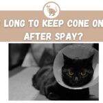 How Long to Keep Cone on Cat After Spay