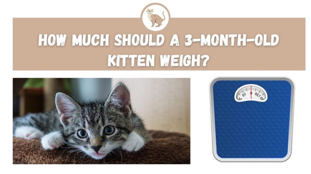 How Much Should a 3-month-old Kitten Weigh
