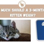 How Much Should a 3-month-old Kitten Weigh