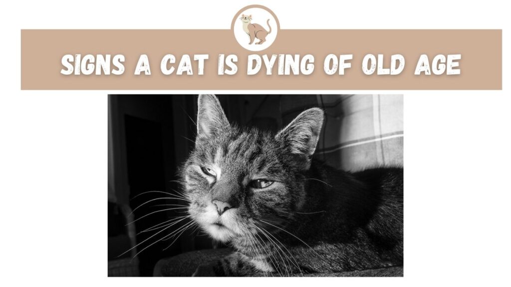 how to know a cat is dying of old age
