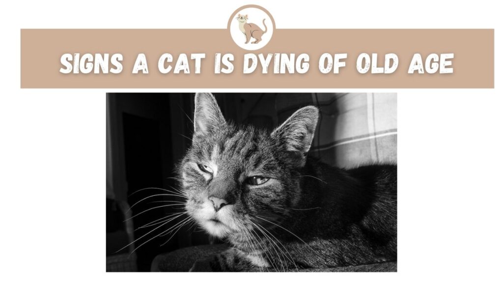 signs-a-cat-is-dying-of-old-age-the-kitty-expert