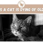 Signs a Cat is Dying of Old Age