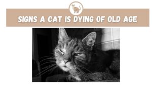 Signs a Cat is Dying of Old Age