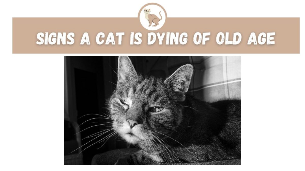 Signs A Cat Is Dying Of Old Age The Kitty Expert