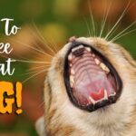 How to Make a Cat Gag?