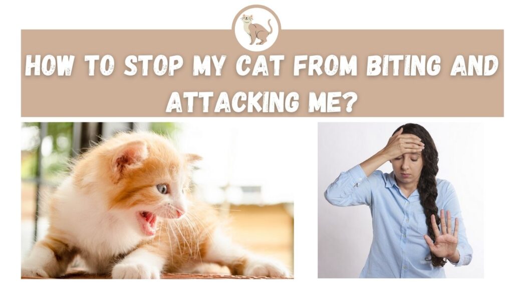 How to Stop My Cat From Biting and Attacking Me?