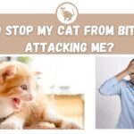 How to Stop My Cat From Biting and Attacking Me?