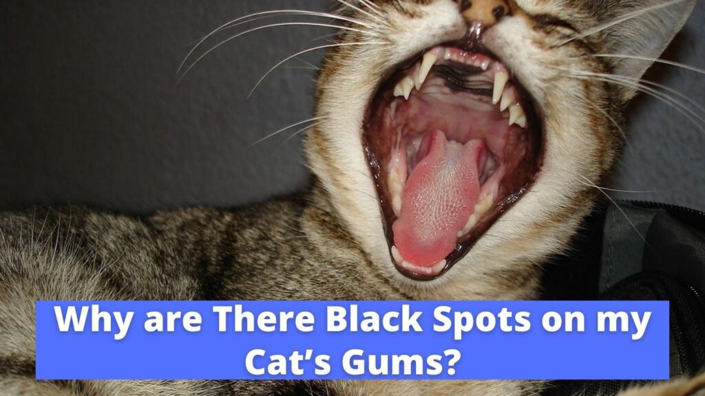 Why are There Black Spots on my Cat’s Gums