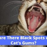 Why are There Black Spots on my Cat’s Gums