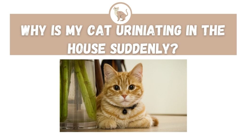 why-is-my-cat-urinating-in-the-house-suddenly-the-kitty-expert