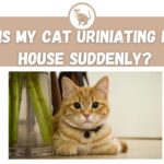 Why is my Cat Urinating in the House Suddenly