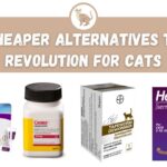 Cheaper Alternatives to Revolution for Cats