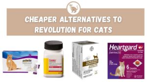 Cheaper Alternatives to Revolution for Cats
