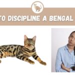 how to discipline a bengal cat
