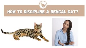 how to discipline a bengal cat
