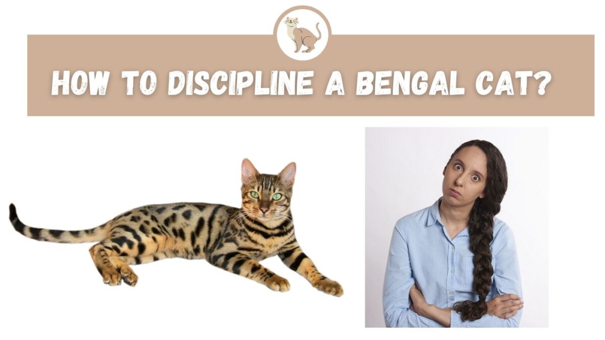 How do you discipline a bengal cat