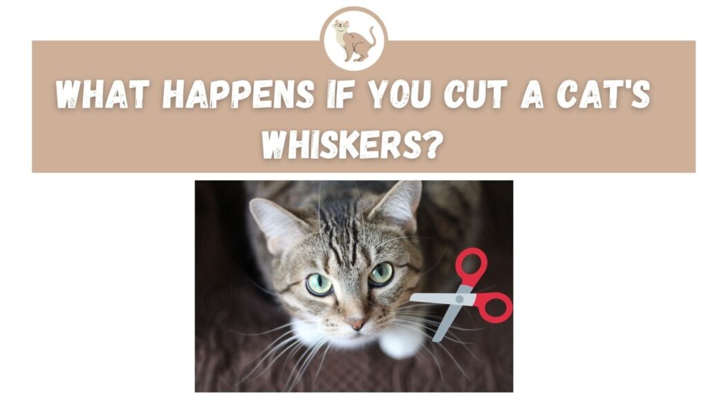 What Happens If You Cut A Cat's Whiskers