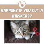 What Happens If You Cut A Cat's Whiskers