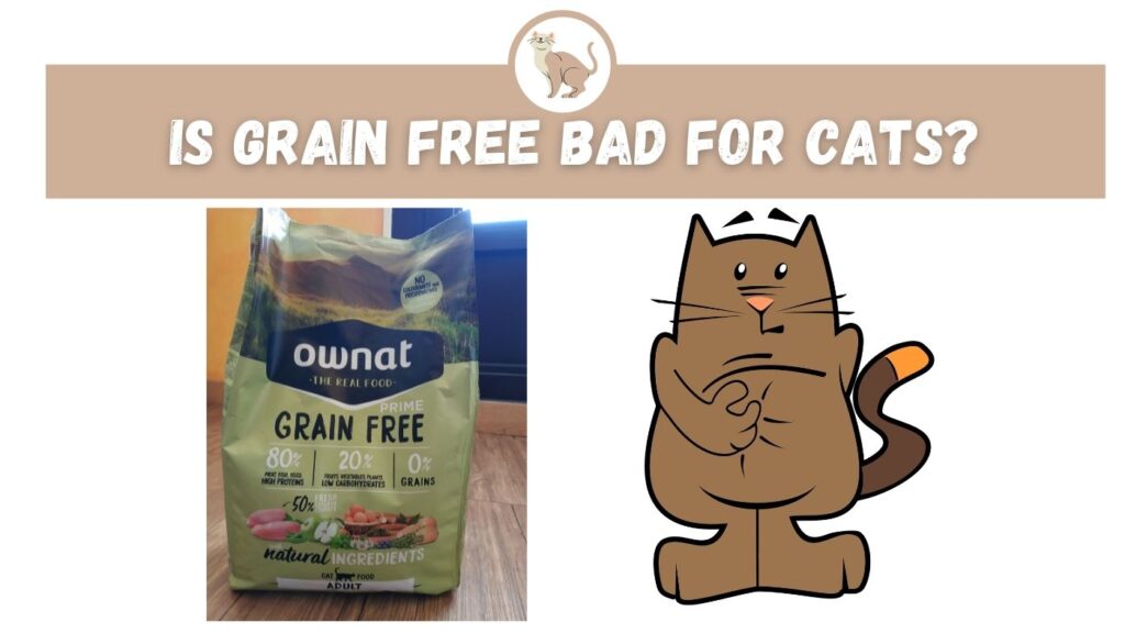 Is Grain Free Bad for Cats?