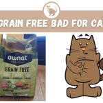 Is Grain Free Bad for Cats?