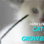 How long does cat hair take to grow back?