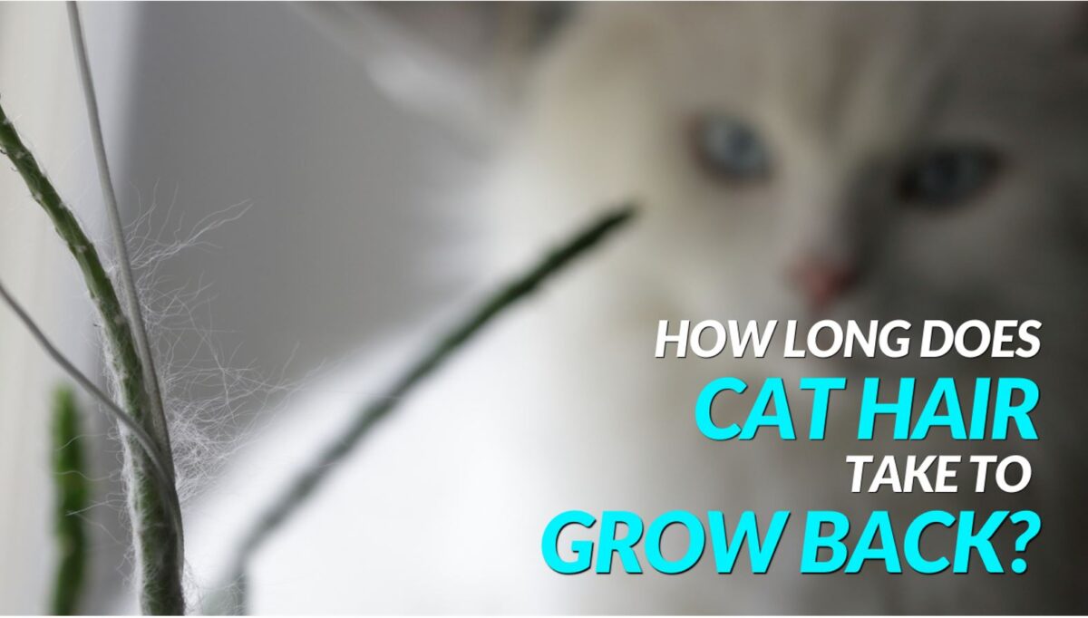 How long does cat hair take to grow back? - The Kitty Expert