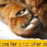 How To Care for a Cat After Declawing