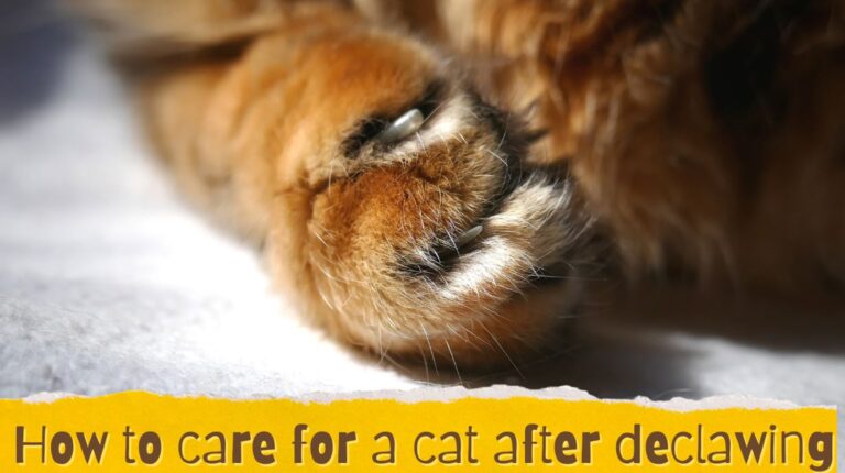 How To Care for a Cat After Declawing - The Kitty Expert