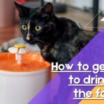 How to get a cat to drink from the fountain