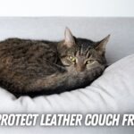 How to protect leather couch from cats