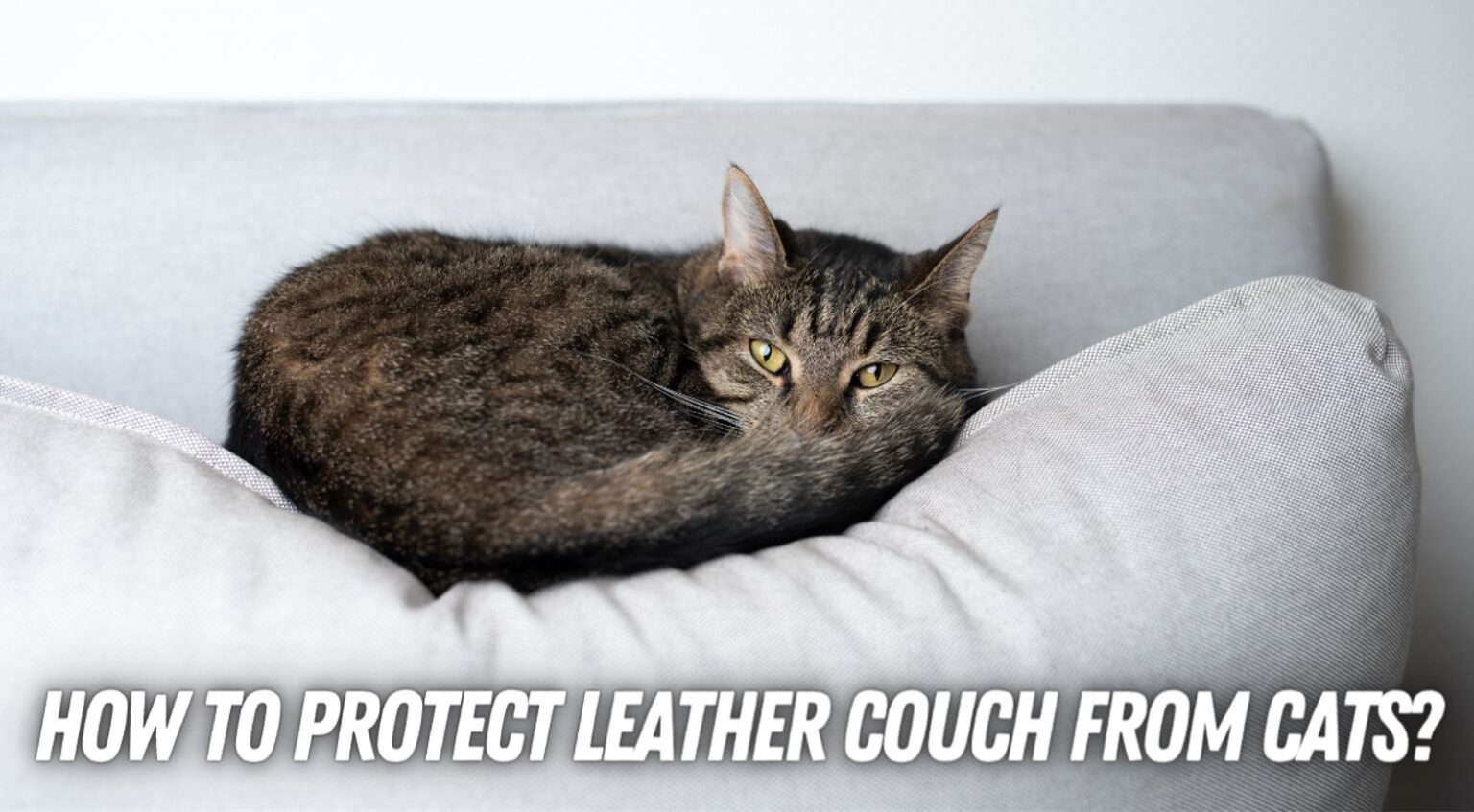 How to protect leather couch from cats The Kitty Expert