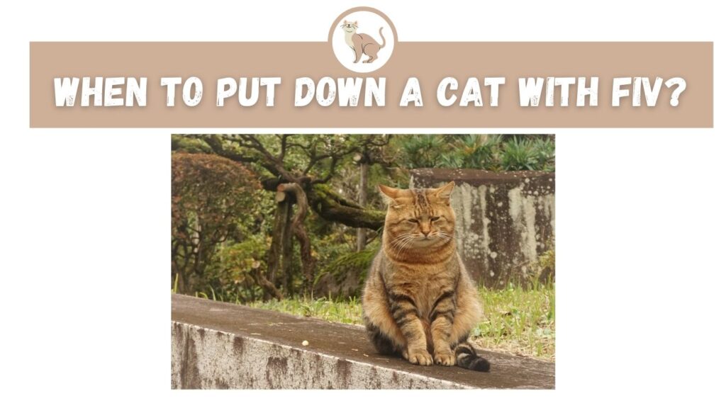 when to put down a cat with FIV