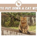 When to Put Down a Cat With FIV