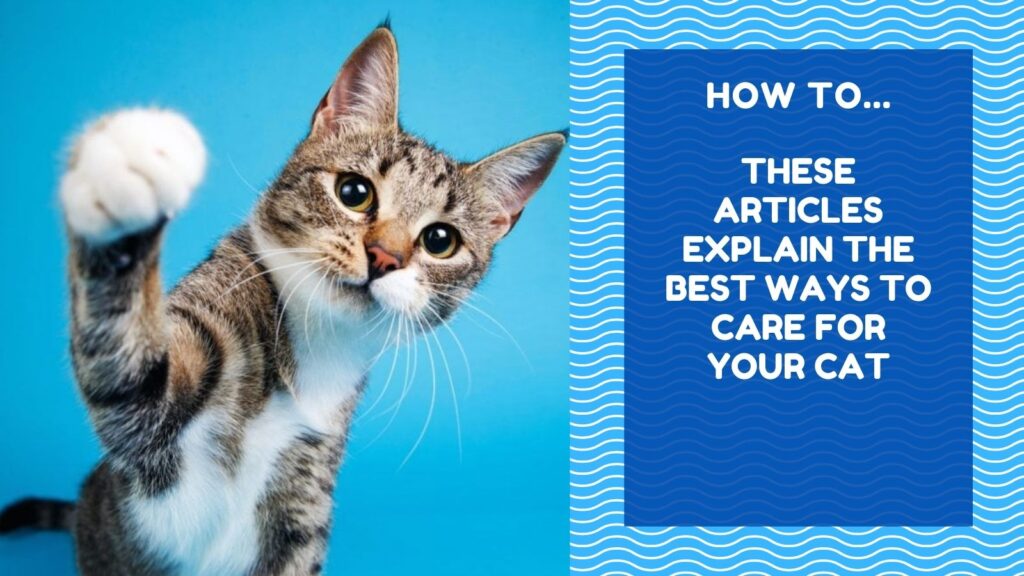 how to kittyexpert