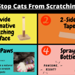 how to stop cats from scratching walls