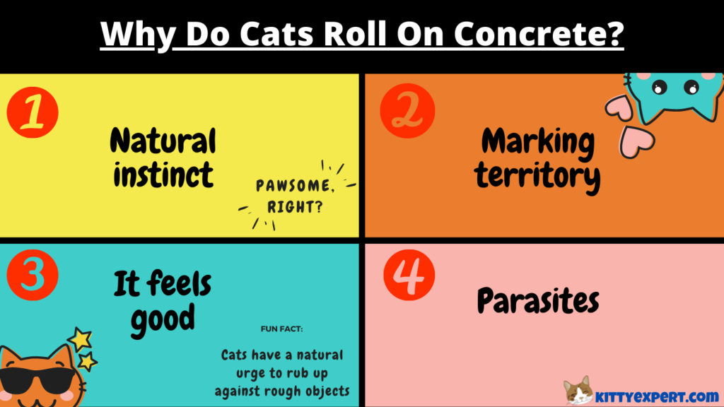 Why Do Cats Roll On Concrete?
