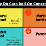 Why Do Cats Roll On Concrete?