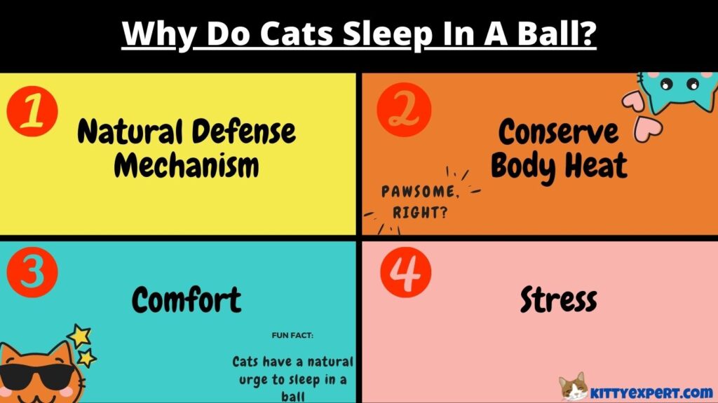 why do cats sleep in a ball