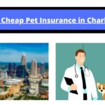 pet insurance charlotte