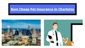 pet insurance charlotte