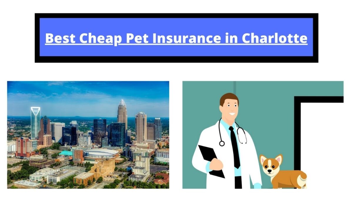 Best Budget Pet Insurance