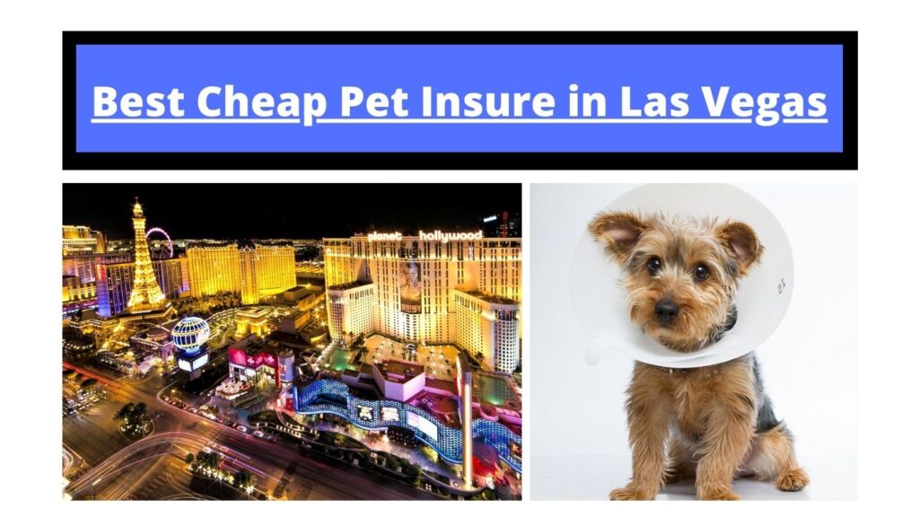 Best Cheap Pet Insure in Las Vegas