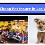 Best Cheap Pet Insure in Las Vegas