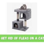 How To Get Rid Of Fleas on A Cat Tree