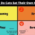 Why Do Cats Eat Their Own Hair?